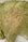 Moss Green