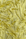 Butter Yellow